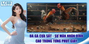 đá gà cựa sắt
